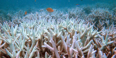 Gebleichte Korallen haben ein höheres Risiko abzusterben: Korallenbleiche im Great Barrier Reef. (Archivbild)