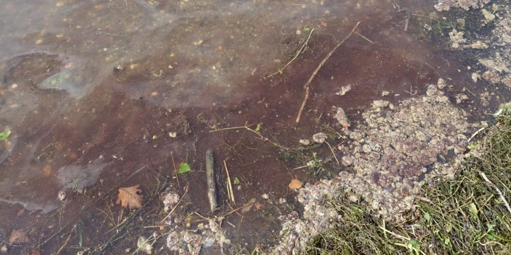 Das Gift einer Blaualgenblüte im Zürich-Obersee war letzten Sommer mit grosser Wahrscheinlichkeit für den Tod mehrerer Hunde verantwortlich.