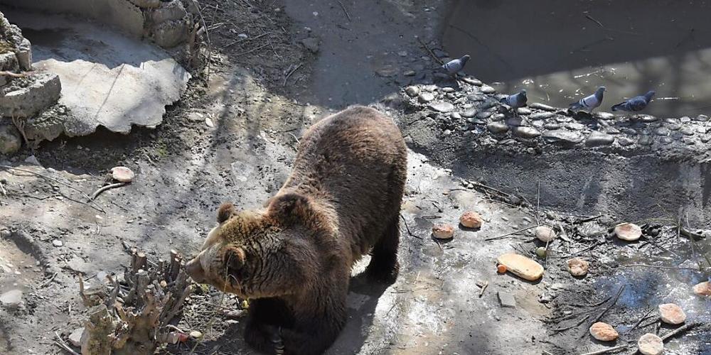 Der Braunbär Sam kommt am 20. Mai in Arosa an.
