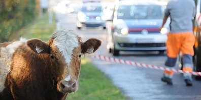 Wegen einer Autoliebhaber-Kuh auf der Fahrbahn musste die A 14 vorübergehend komplett gesperrt wurde