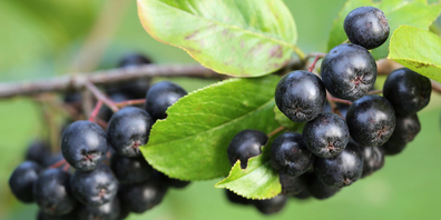 Die schwarzen Früchte des Aronia-Strauches sind essbar – und wachsen sogar bei uns.