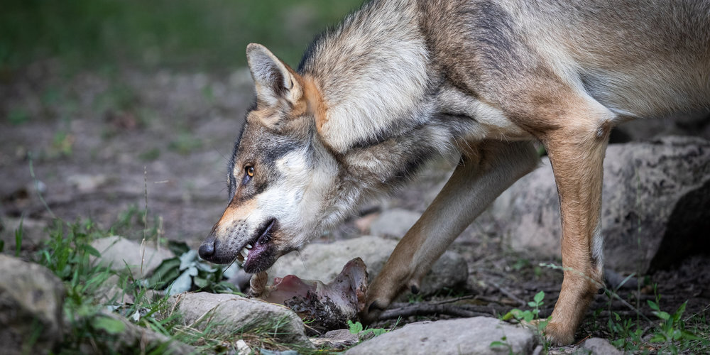 Um weitere Schäden zu verhindern, verfügt der Kanton St.Gallen den Abschuss eines Einzelwolfs in den nächsten 60 Tagen. (Symbolbild)