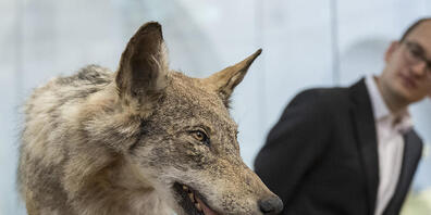 Baudirektor Martin Neukom (Grüne) bei der Übergabe des Schlieremer Wolfs an das Zoologische Museum.