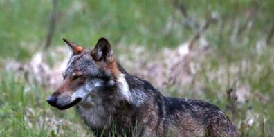 Ein Wolf hat im Oberwallis 28 Nutztiere gerissen. Nun soll das Tier abgeschossen werden. (Symbolbild)
