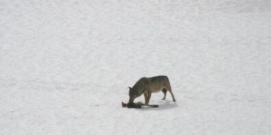 Der Wolf, der im Rovana-Tal mehrere Schafe gerissen hat, ist zum Abschuss freigegeben.
