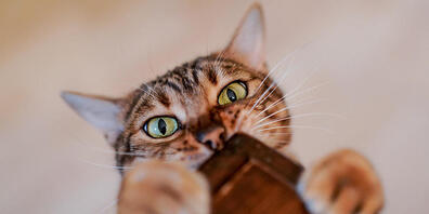 Wer fremde Katzen füttert, kann sich strafbar machen: Der Fall um Kater "Mici" sorgte sogar für einen Gerichtsprozess. (Symbolbild)