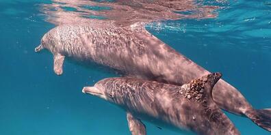 Ein Delphin mit einer Pilzinfektion an der Rückenflosse: Gegen das Hauptproblem hilft ein Besuch bei Korallen.