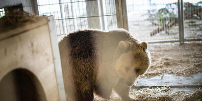Die Bärin Jamila erkundet vorsichtig ihr neues Zuhause in Arosa. Sie wurde zusammen mit Sam vom Skopje Zoo ins Bärenland im Bünderland überführt.