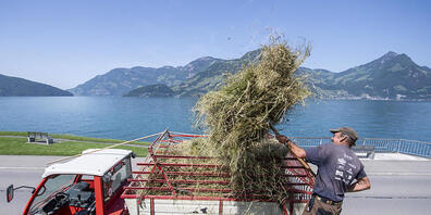 Heuen in der Mai-Hitze in Beckenried am Vierwaldstättersee.