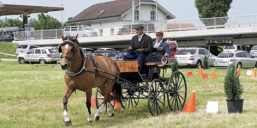 Marcel Hutter vom Pferdezuchtverein Rheintal mit seinem Pferd Valdina auf dem Parcours zwischen den Pylonen