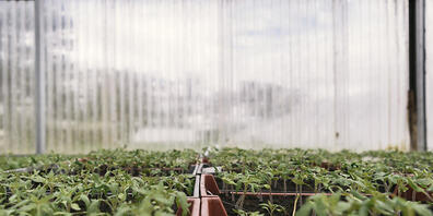 Vom Jordanvirus bedroht: Tomatenschösslinge in einem Gewächshaus im Kanton Genf. (Archivbild)
