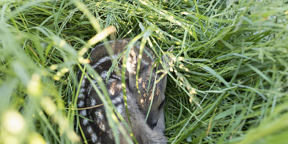 Ein Rehkitz in einer Wiese: Damit es vor dem Mähtod gerettet werden kann, setzt der Zürcher Bauernverband auf eine Zusammenarbeit mit den Jagdbezirken, die Drohnen mit Wärmebildkameras einsetzen. (Symbolbild)