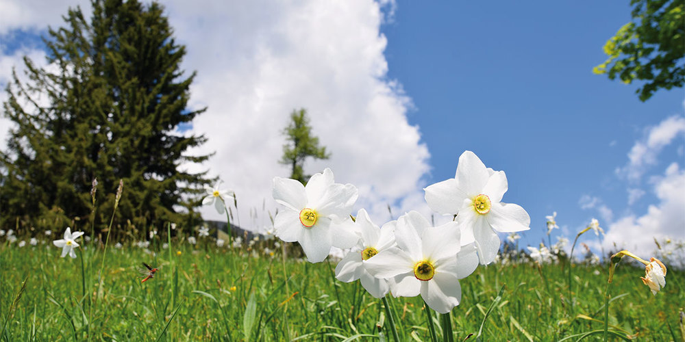 Die Narzissen oberhalb von Seewis blühen wieder. 