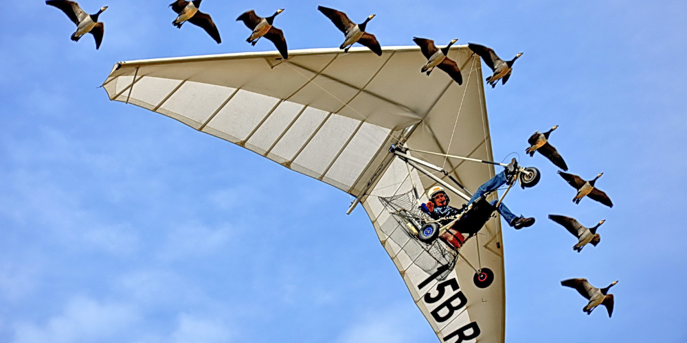 Christian Moullec im Ultraleichtflugzeug an der Spitze eines Zwerggänseschwarms. 