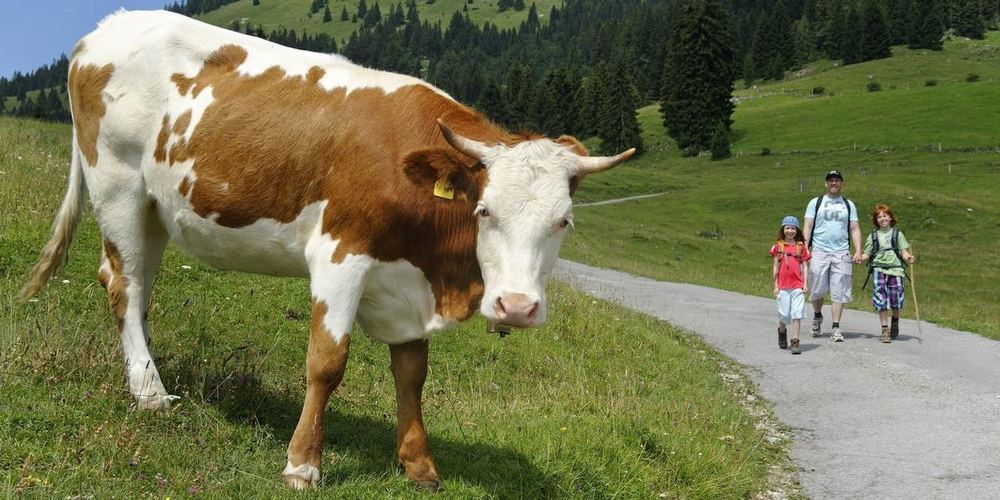 Die Begegnungen zwischen Wanderern und Alpvieh sind meist friedlich und harmonisch – aber nicht immer.