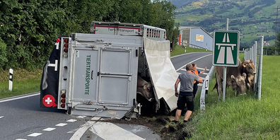 Die sich im Anhänger befindlichen Kühe und Rinder wurden beim Unfall nicht verletzt. 