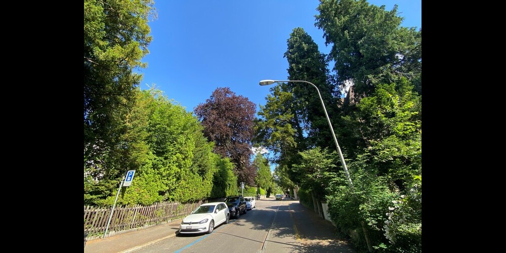 Im Quartier sind hohe Bäume eigentlich die Regel. 