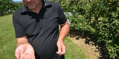 Urs Müller, Leiter Obst, Gemüse, Beeren am Landwirtschaftlichen Bildungs- und Beratungszentrum Arenenberg, zeigt eine der eingeschleppten Marmorierten Baumwanzen. Diese stechen in die Frucht, saugen daran und hinterlassen eine verhärtete Stelle, die Früchte und Gemüse unverkäuflich machen.