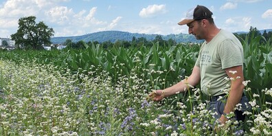 Im Kraut- und Blumensaum vor Manfred Losers Maisfeld in der Thurebene wimmelt es von Bienen, Wildbienen und anderen Insekten. Angesät hat er die Blumenpracht für die Biodiversität – und weil er daran einfach Freude hat.
