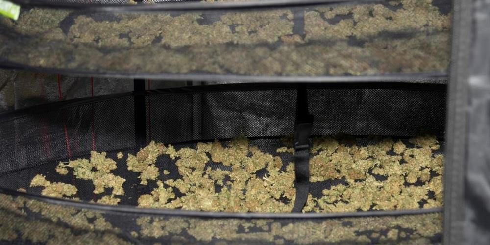 Bei einer Hausdurchsuchung in Malix stellten Polizeibeamte Marihuana im Wert von zirka 6000 Franken sicher.