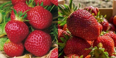 Erdbeeren schlagen die Zitrone und Orange im Vitamin-C-Ranking.