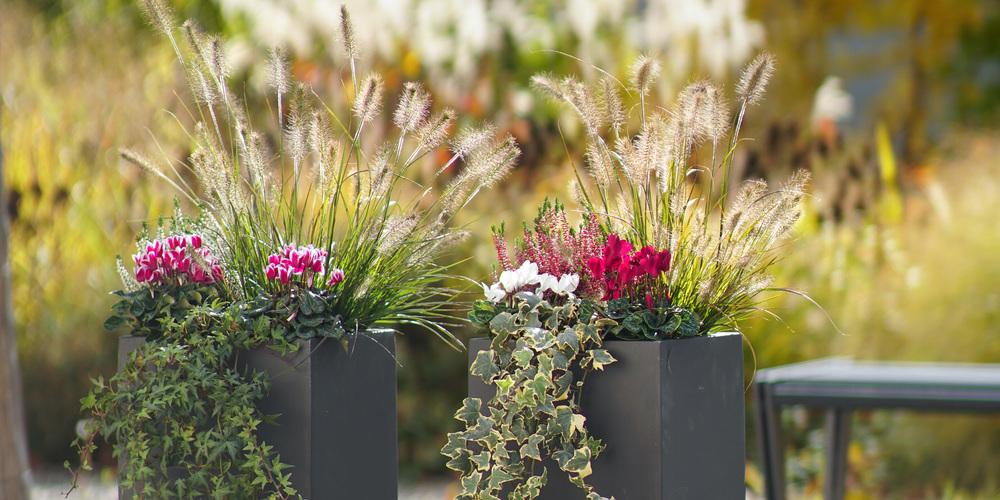 Strahlende Lampenputzer‐Türwächter im Glanz der goldenen Herbstsonne