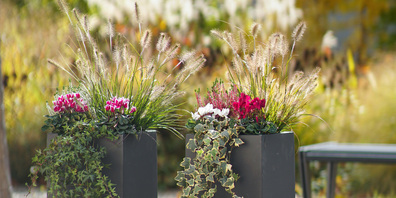 Strahlende Lampenputzer‐Türwächter im Glanz der goldenen Herbstsonne