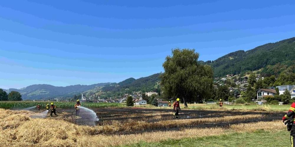Das Maisfeld in Balgach wurde ein Raub der Flammen.