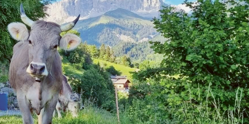 Original Braunvieh vor der Traumkulisse in Schuders. 