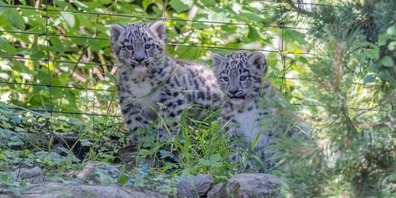 Das junge Schneeleoparden-Männchen Warjun (l.) und seine Schwester Wajra.