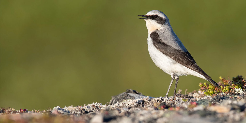 In Europa brütende Steinschmätzer wählen unterschiedliche Zugwege. Vögel aus den Alpen ziehen auf direktesten Weg via Mittelmeer, während Vögel aus Deutschland via Iberische Halbinsel nach Afrika ziehen.