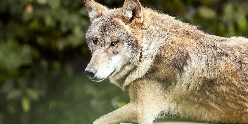 Geht es nach der Umweltkommission des Ständerates, sollen Wölfe künftig proaktiv geschossen werden dürfen, also um Schäden zu verhüten. (Archivbild)