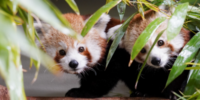 "Wir sind jetzt im Walter Zoo!"