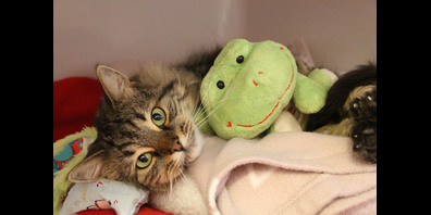 Diese ukrainische Flüchtlingskatze wurde nach Wochen der Trennung wieder mit ihrer Familie vereint.