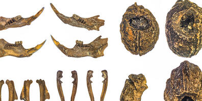 Überreste von Waldmäusen, gefunden in einem jungsteinzeitlichen Brunnen: Die Funde deuten darauf hin, dass Schädlinge bereits in der Jungsteinzeit eine Gefahr für die Erträge aus der Landwirtschaft dargestellt haben.