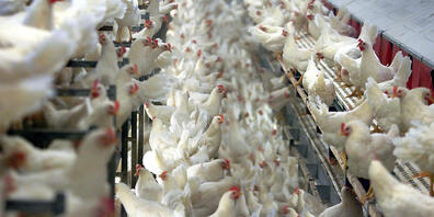 Der Schweizer Tierschutz kritisiert Entwicklungen auf Kosten des Tierwohls in der hochgezüchtete Eier- und Geflügelfleischproduktion. (Symbolbild)