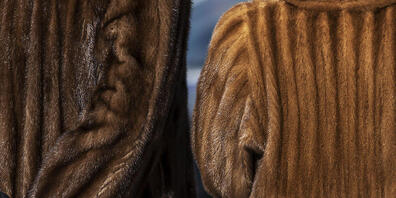 Zwei Volksinitiativen verlangen den Import von sogenannten Quälpelzen und von Stopfleber-Produkten. Die Anliegen hatten bisher im Ständerat einen schweren Stand. (Themenbild)