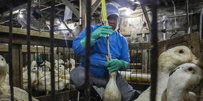 Das Stopfen von Gänsen und Enten ist in der Schweiz verboten, aber 200.000 kg Stopfleber werden jedes Jahr importiert, kritisiert Alliance Animale Suisse. (Symbolbild)