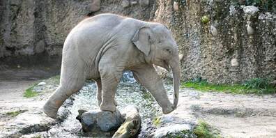 Elefantenbulle Umesh wurde nur zwei Jahre alt. Er ist am Dienstag an den Folgen einer Herpesvirusinfektion im Zoo Zürich verstorben.