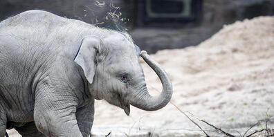 Der junge Elefantenbulle Umesh aus dem Zoo Zürich ist an einer Viruserkrankung gestorben. Auf diesem Bild war er gerade ein Jahr alt. (Archivbild)
