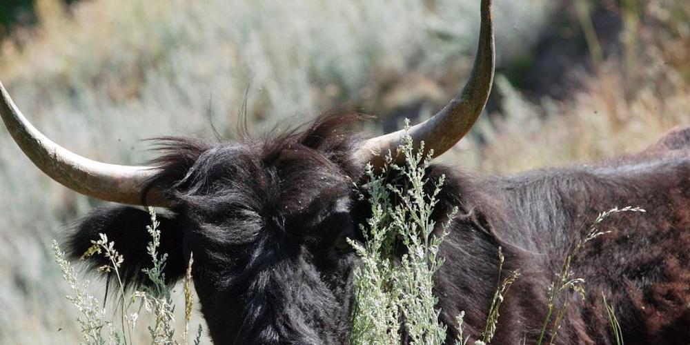 Warum die beiden Yaks im Glarnerland starben ist noch nicht klar. (Symbolbild)