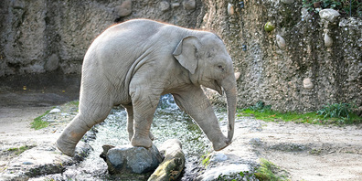 Umesh im Zoo Zürich.