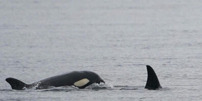 Orcas, auch Killerwale genannt, attackieren Weisse Haie in Südafrika. (Archivbild)