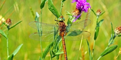 Frisch geschlüpfte, weibliche Keilflecklibelle. 