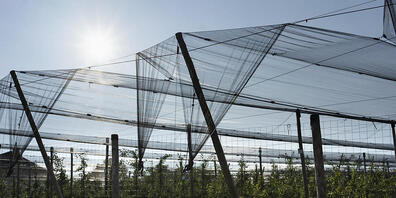 Die Landwirtschaft weiss sich zu helfen: Schutznetze gegen Hagel über einer Obstkultur in Cham ZG. (Archivbild)