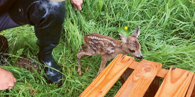 Die gefundenen Rehkitze werden bis zum Mähende unter einem  Obstharass geschützt, damit ein unbeabsichtigtes Zurückkehren  in die Wiese verhindert wird.   