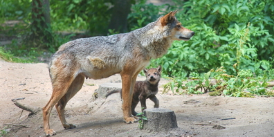 Mit den neuen Wolfswelpen im Werdenberg ist laut dem Amt für Natur, Jagd und Fischerei das dritte St.Galler Wolfsrudel entstanden. (Symbolbild)