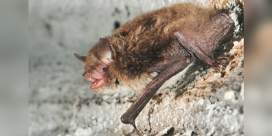 Die Wasserfledermaus, unser heimlicher und völlig harmloser Nachbar.