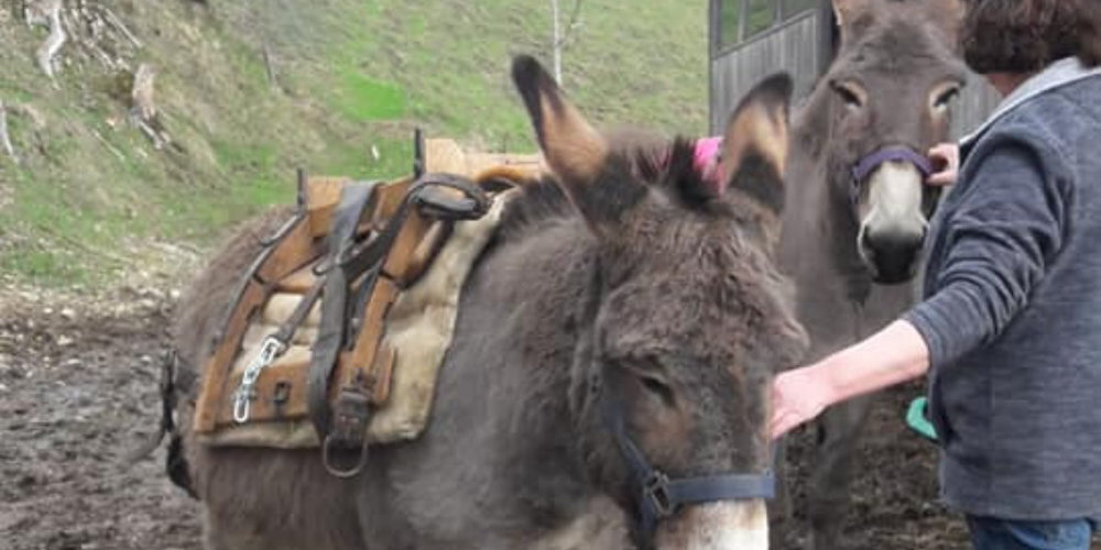 Der Hengst "Sancho", hier mit Pastsattel, wird vermisst.
