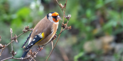 Der bunte Stieglitz besucht gerne naturnahe Gärten und ernährt sich dort von Sämereien heimischer Pflanzen. 